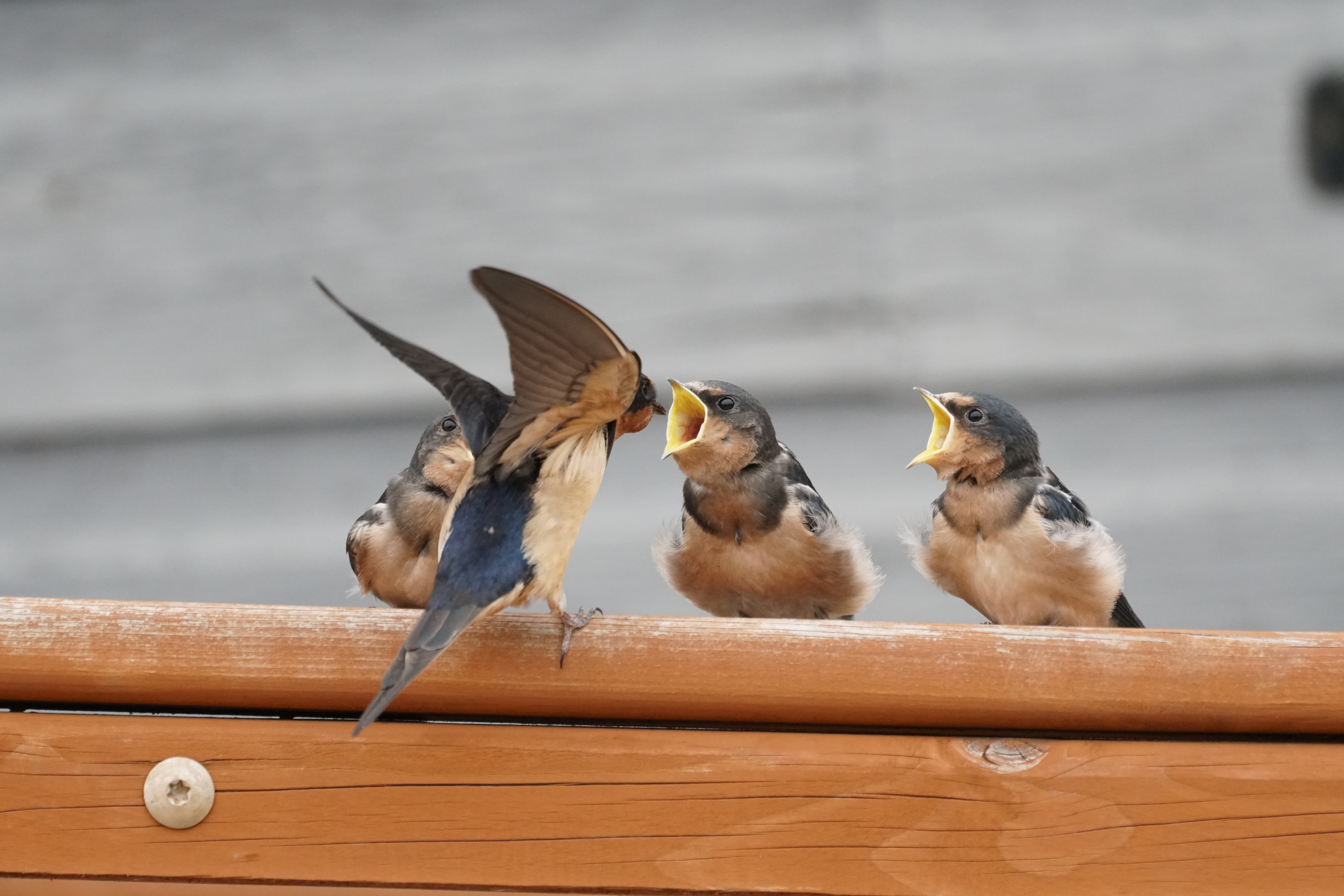 Community scene supporting Anderson Island Health